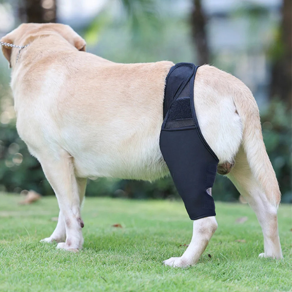 Dog Lover | Unsere Vierbeiner