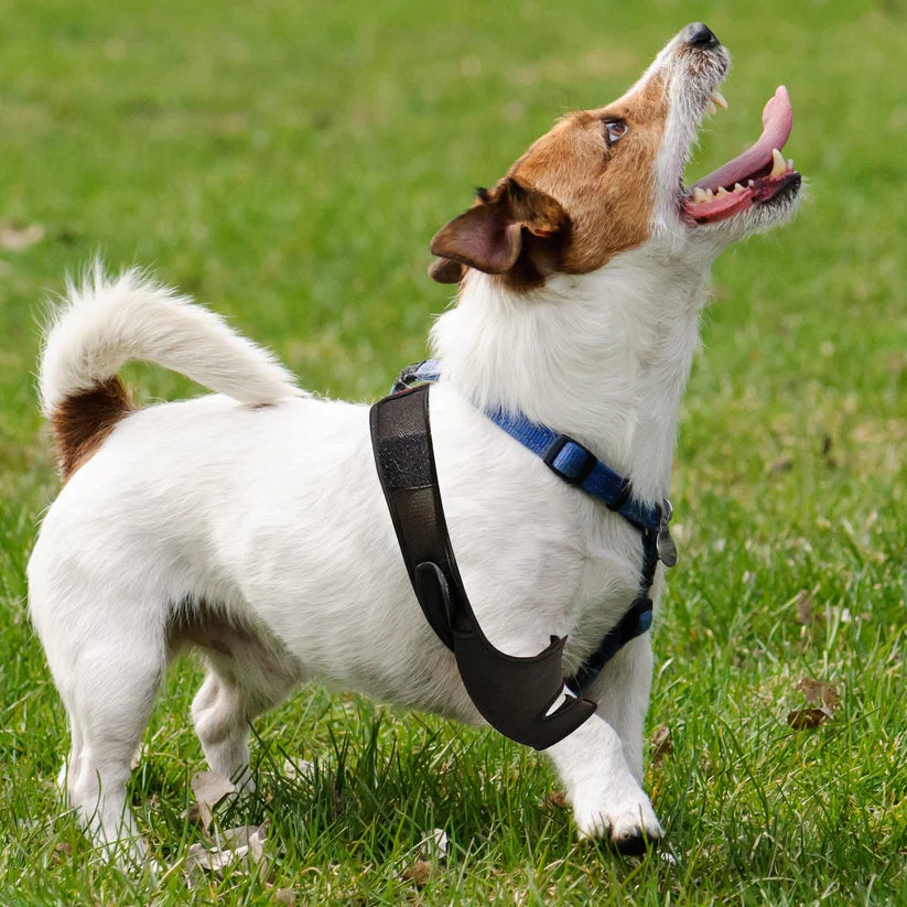 Dog Lover | Unsere Vierbeiner