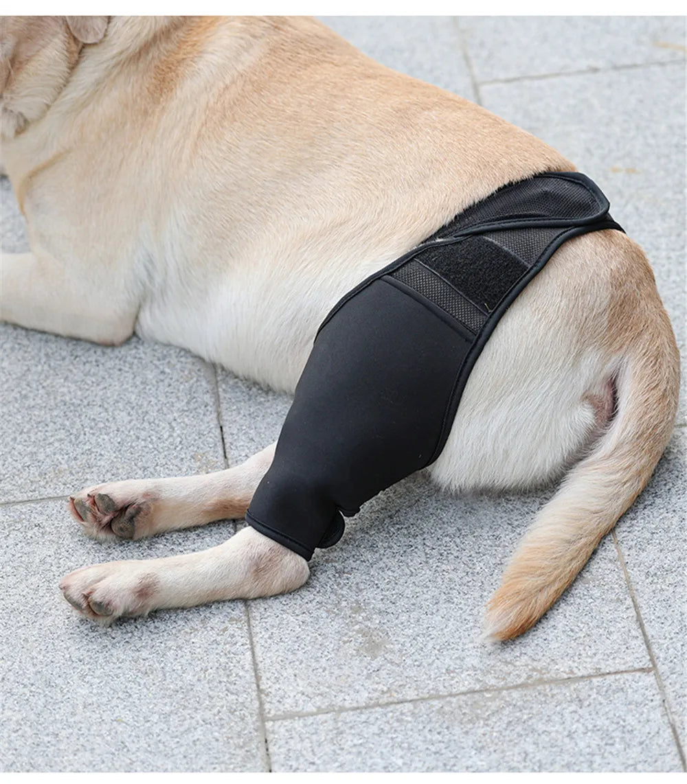 Dog Lover | Unsere Vierbeiner