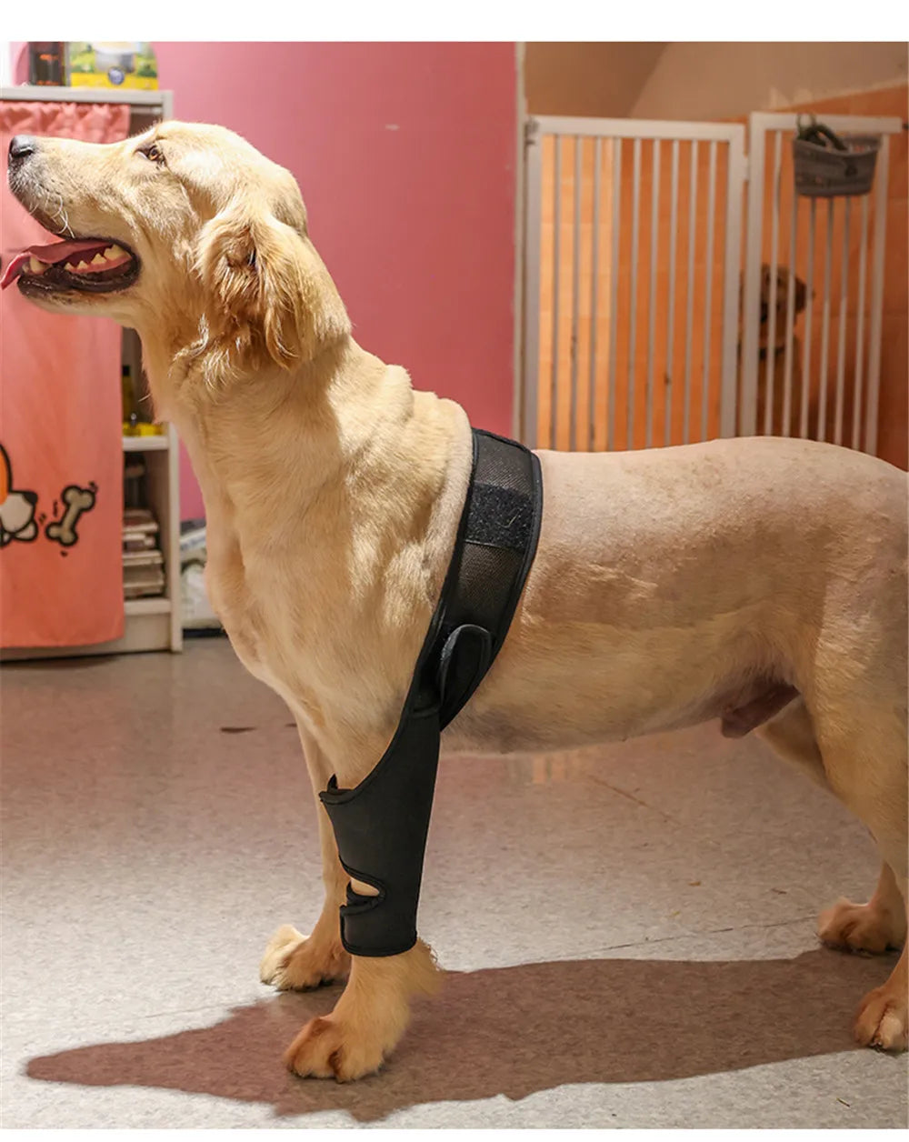 Dog Lover | Unsere Vierbeiner