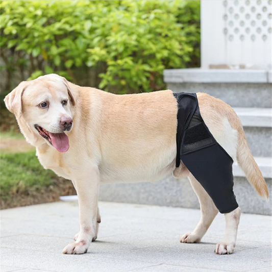 Dog Lover | Unsere Vierbeiner